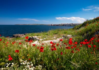 Red field poppies on the sea shore