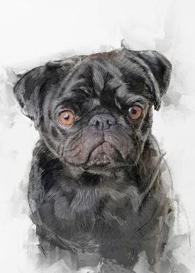 Black Pug Portrait