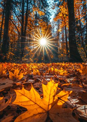 Autumn Forest Sunlight