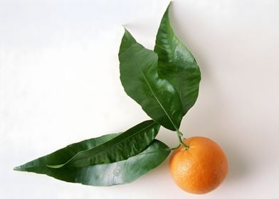 Orange with Leaves