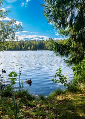 Tranquil Lake View