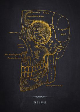 Gold Skull Anatomy