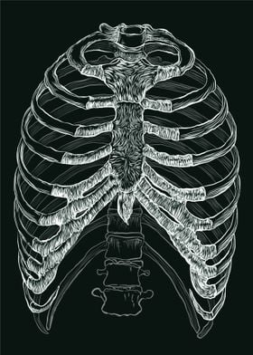 The Rib Cage