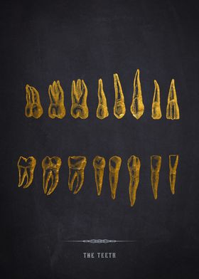 Gold Teeth Illustration