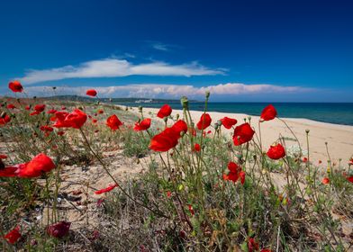 Red Poppies by the Sea