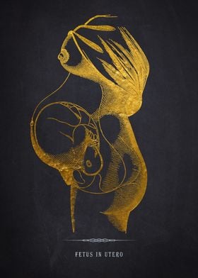 Fetus in Utero Illustratio