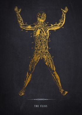 Gold Veins Anatomy