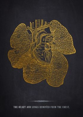 Gold Heart & Lungs Anatomy