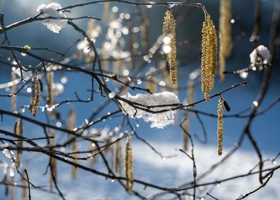 Winter Tree with Snow 