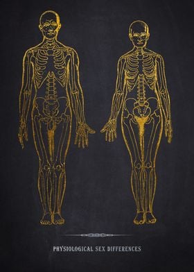 Gold Skeleton Anatomy