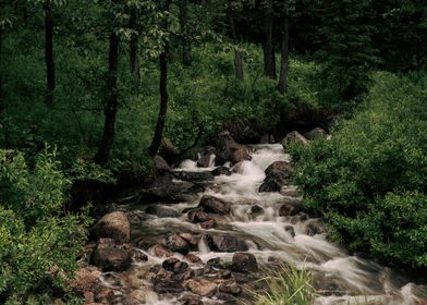 Forest Stream