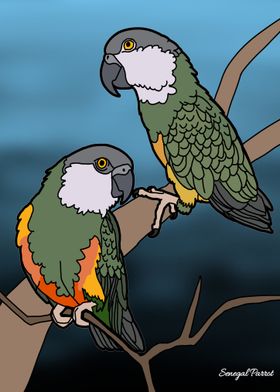 Senegal Parrot Pair