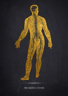 Gold Nervous System Illustration