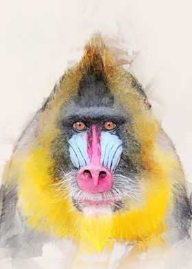 Mandrill Portrait