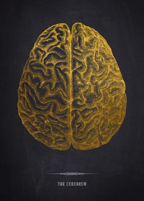 Gold Cerebrum Illustration