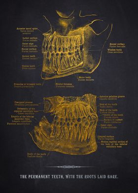 Human Teeth Anatomy Illustration