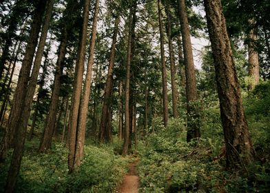 Woodland Trail