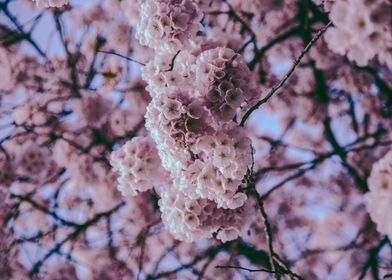 Pink Cherry Blossoms