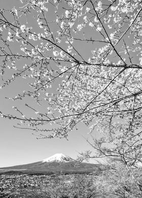 Mount Fuji Cherry Blossom