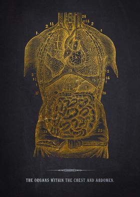 Gold Anatomical Illustration