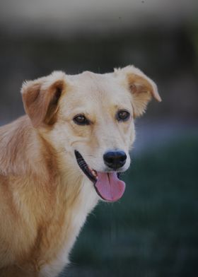 Smiling Golden Dog