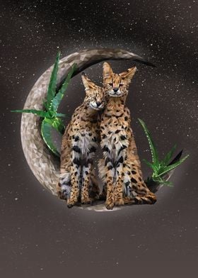 Serval Cats on Crescent Moon