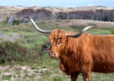 Highland Cow in Field