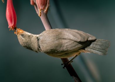 Bird Feeding on Flower