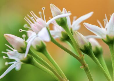 Jade Flowers Close-Up