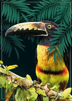 Collared aracari in Jungle