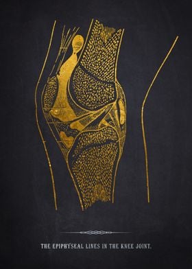 Gold Knee Joint Anatomy