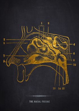 Nasal Fossae Anatomy Diagram