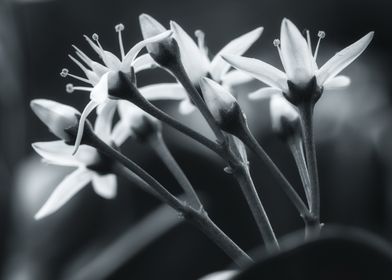 Black and White Flower Close-up