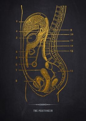 Gold Peritoneum Diagram