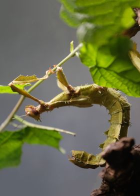 Stick Insect on Branch