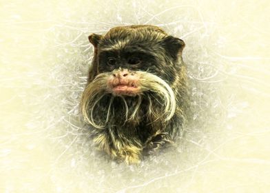 Emperor Tamarin