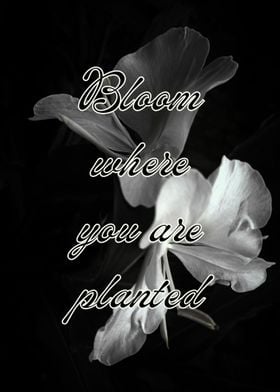 Bloom Where You Are Planted