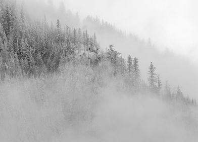 Foggy Winter Forest