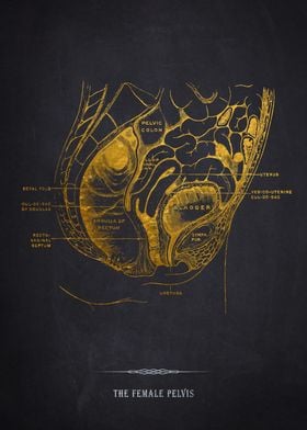 Female Pelvis Anatomy