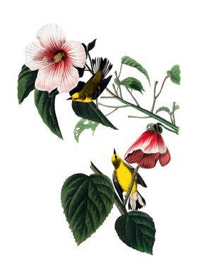 Birds on Hibiscus Branch