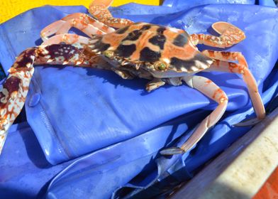 Colorful Crab on Blue Surface