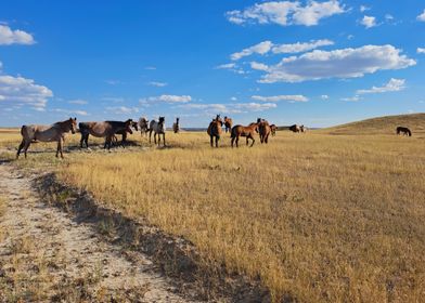 Wild Horses 