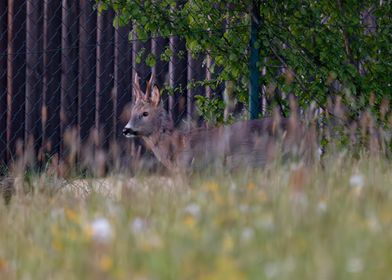 Roe Deer in Meadow