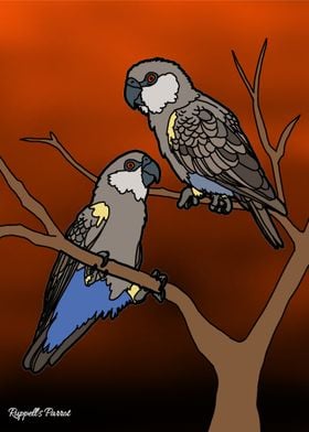 Ruppell's Parrots