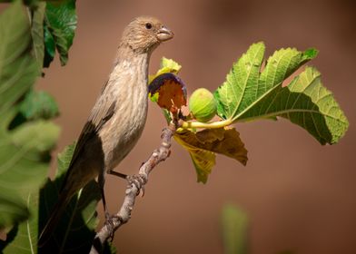 Bird on a Fig Branch - Desert Wild Life - Animal Close ups