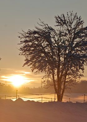 Snowy Sunset Landscape