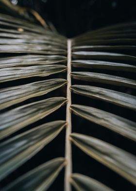 Leaf Close-Up