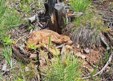 Fawn in Forest