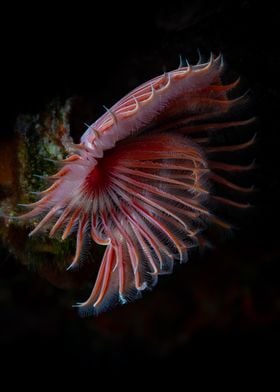 Red Tube Worm