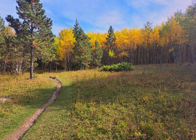 Autumn Forest Trail